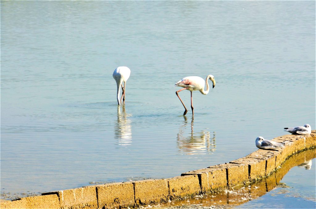 2 Salinas de calpe