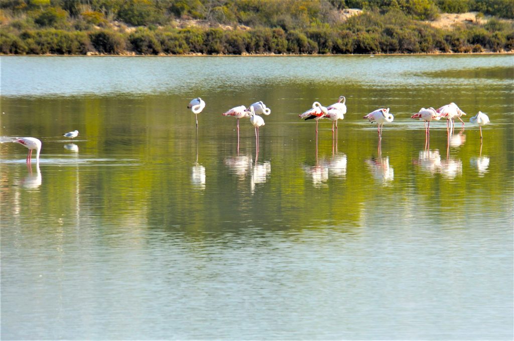 4 Salinas