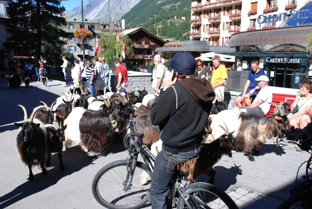 22 Cbras-Zermatt-Suiza