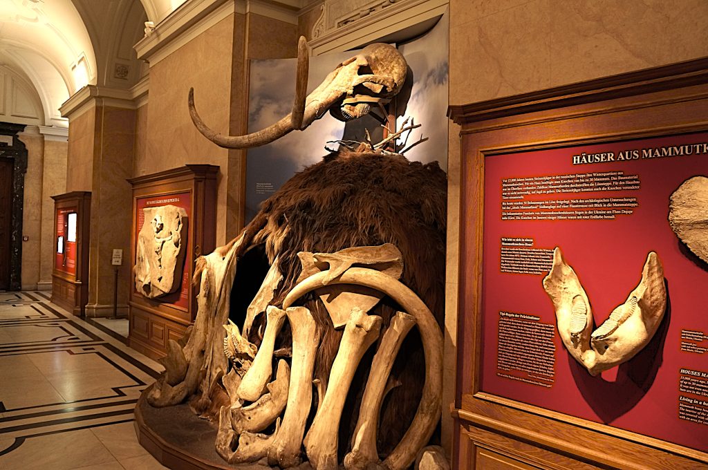 12 Mamut-Viena-Austria