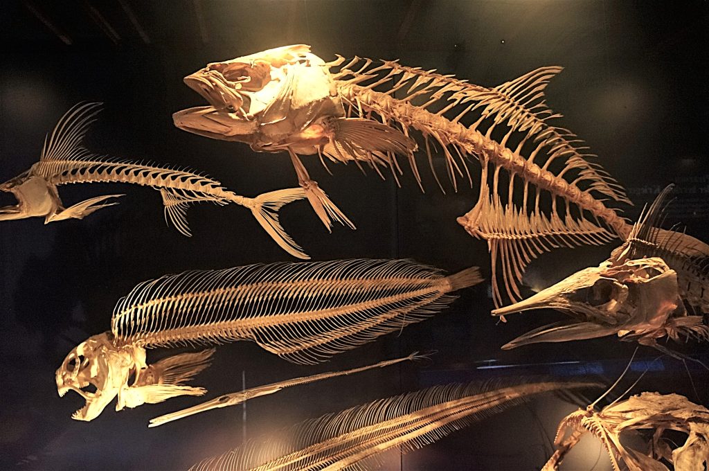 17 Pescados-Vienma-Austria
