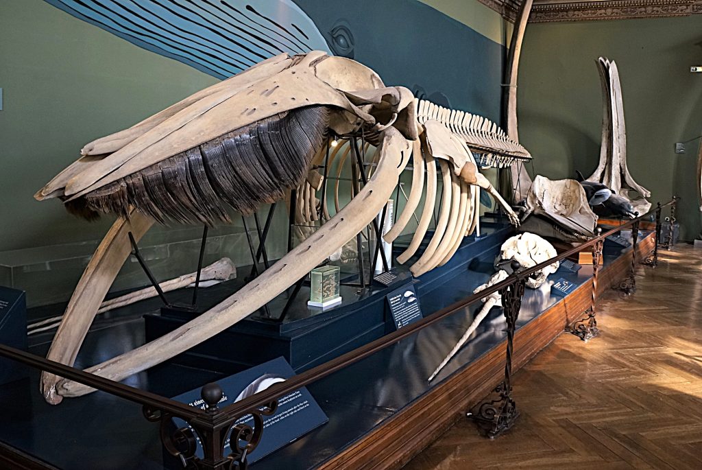 20 Ballena-Museo Historia-Viena-ZAustria