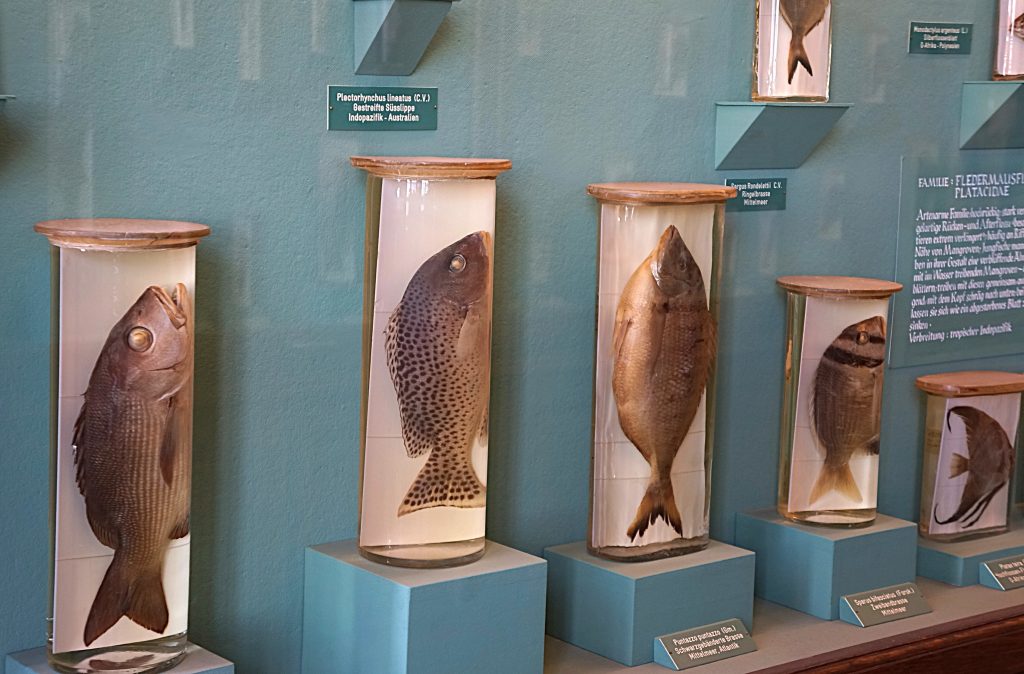 3 Vitrinas-museo-Viena-Austria