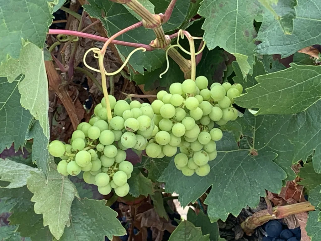 2 Viñas-Obernai-Alsacia-Francia